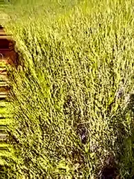 hornycouple20000 webcam stripchat model stream image