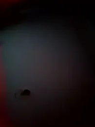 bigcock_marusz webcam model stream image